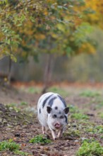 A Kunekune pig (sus scrofa domesticus), a domestic breed from New Zealand walks through a natural