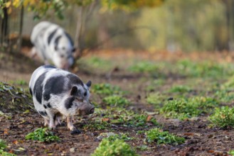 Two Kunekune pigs (sus scrofa domesticus), a domestic breed from New Zealand, walk through a