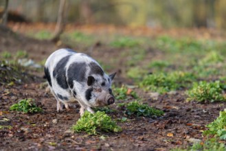 A Kunekune pig (sus scrofa domesticus), a domestic breed from New Zealand walks through a natural