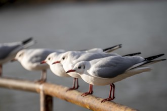 Black-headed gulls in winter dress, on a railing on the Rhine near Duisburg-Walsum, North