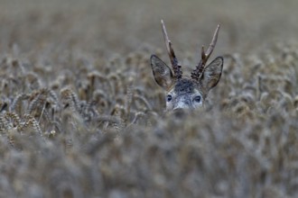 A roebuck (Capreolus capreolus) looks attentively out of a wheat field, only the head sticks out of