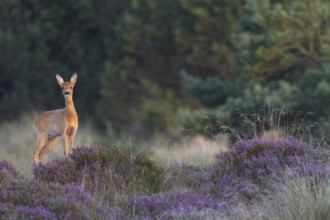 An annual doe (Capreolus capreolus), also known as a narrow-legged deer, in blooming broom heather,