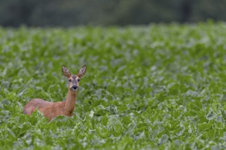 Doe (Capreolus capreolus) in a beet field, eyes, eye contact, summer coat, Germany