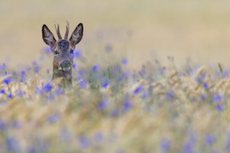 A roebuck (Capreolus capreolus) peers attentively out of a barley field with flowering cornflowers