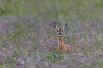 A doe (Capreolus capreolus) is looking attentively in my direction, eye contact, summer coat,