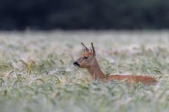 Doe (Capreolus capreolus) standing attentively in a barley field, eyes, summer coat, Germany