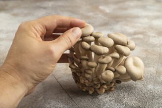 Raw Oyster mushroom, Pleurotus ostreatus with hand on gray concrete background. Side view, copy