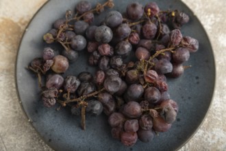 Bunches of rotten and Dry Red wine grapes on blue plate on brown concrete background, harvest,