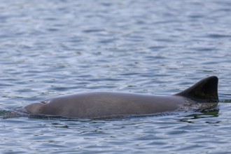 The blowhole of the Harbour porpoise (Phocoena phocoena) is clearly visible, Denmark