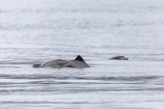 A group of Harbour porpoises (Phocoena phocoena) with their babies swim along the Baltic Sea coast,