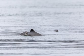 A baby Harbour porpoise (Phocoena phocoena) emerges from the water directly behind the mother's