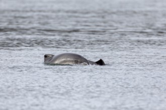 When the young Harbour porpoises (Phocoena phocoena) break the surface of the water, their eyes are