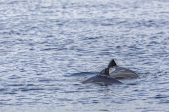 Harbour porpoises (Phocoena phocoena) like to hunt herring and garfish in small groups, in summer,