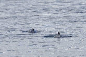 Two Harbour porpoises (Phocoena phocoena) in search of a school of fish, Denmark