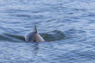 A Harbour porpoise (Phocoena phocoena) just a few metres from the coast, Denmark