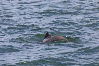 In heavy swell, it is almost impossible to photograph the Harbour porpoise (Phocoena phocoena), as