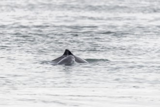 Photographing the Harbour porpoise (Phocoena phocoena) is very difficult, as it usually only takes