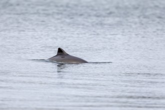 Harbour porpoise (Phocoena phocoena) in the Baltic Sea, Denmark