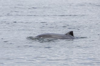 A Harbour porpoise (Phocoena phocoena) in the Baltic Sea, Denmark
