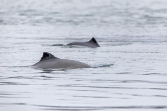 The Harbour porpoise (Phocoena phocoena) is a very small species of cetacean and, with a bit of