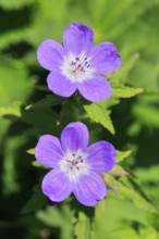 Forest stork beak in the mountains