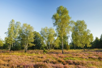 Birch trees in the blooming LÃ¼neburger Heide near Niederaverbeck, Lower Saxony, Germany