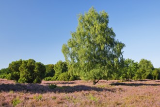 Birches and junipers in the blooming LÃ¼neburg Heath, Lower Saxony, Germany