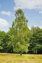 Large birch tree in the LÃ¼neburger Heide, Lower Saxony, Germany
