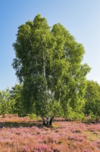 Large birch tree in the blooming LÃ¼neburg Heath, Lower Saxony, Germany