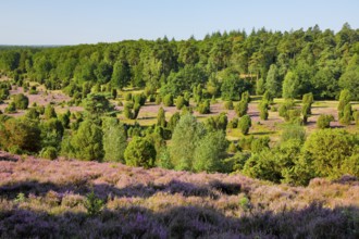 Trees and blooming heath near Steingrund in the LÃ¼neburger Heide nature park Park, Lower Saxony,