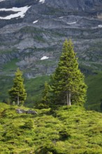 Spruces on Engstlenalp, Canton of Bern, Switzerland