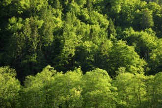 Beech forest in Klöntal, Canton of Glarus, Switzerland