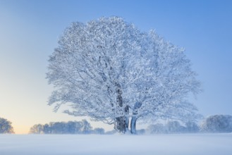 Deep snow-covered beech trees at blue hour in the NeuchÃ¢tel Jura, Switzerland
