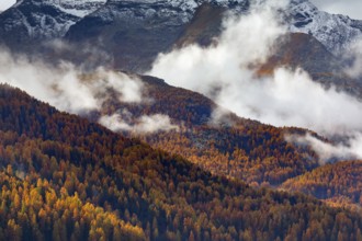 Coniferous forest with larch and spruce trees crossed by clouds of fog, Engadin, Canton of