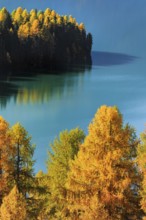 Larch forest around Lake Sils, Upper Engadin, Canton of GraubÃ¼nden, Switzerland