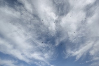 Flying swallows (Hirundinidae) in a cloudy sky, Mecklenburg-Western Pomerania, Germany