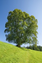 Large lime tree in OberÃ¤geri, Canton of Zug, Switzerland