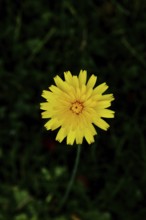 Small hawkweed, also mouse-eared hawkweed or long-haired hawkweed (Hieracium pilosella), medicinal