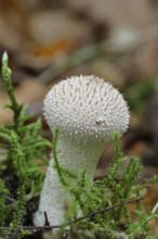 Bottle dust fungus, bottle dust fungus, bottle bovist, bottle bovist (Lycoperdon perlatum,