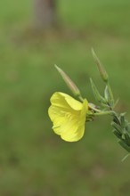 Evening primrose (Oenothera biennis), yellow flower in a garden, close-up, Wilnsdorf, North