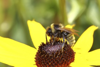 Field cuckoo bumblebee (Bombus campestris), male, collecting nectar from a flower of the yellow