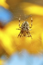Aculepeira ceropegia, (Araneus ceropegia), macro photograph, spider, arachnid, Wilnsdorf, North