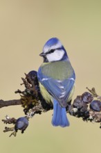 Blue tit (Parus caeruleus), sitting on a branch in a blackthorn bush, (Prunus spinosa), sloes, with