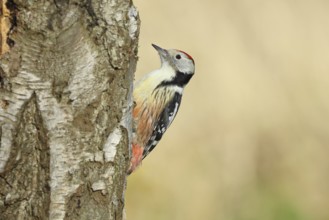 Middle woodpecker (Dendrocopos medius), foraging on the trunk of a common birch (Betula pendula),