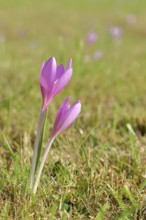 Autumn crosses (Colchicum autumnale), timeless plants (Colchica) half-opened flowers in a meadow,