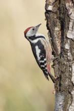 Middle woodpecker (Dendrocopos medius), foraging on the trunk of a common birch (Betula pendula),