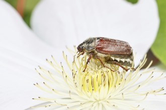 May beetle, field may beetle (Melolontha melolontha), female on the flower of clematis (Clematis),