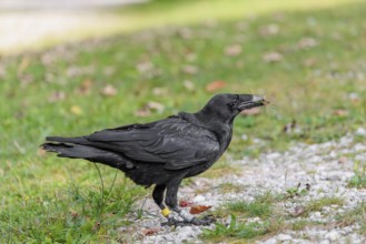 A raven (Corvus corax) stands in a meadow and digs up hidden food