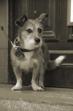 Dog, Foxi mix on a leash, cuttlefish, Hanseatic City of LÃ¼beck, Schleswig-Holstein, Germany