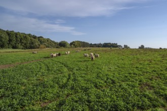 Sheep (Ovis gmelini aries) on a large pasture area, Othenstorf, Mecklenburg-Western Pomerania,